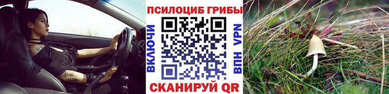 как найти закладки  Пошехонье  Галлюциногенные грибы MAGIC MUSHROOMS 